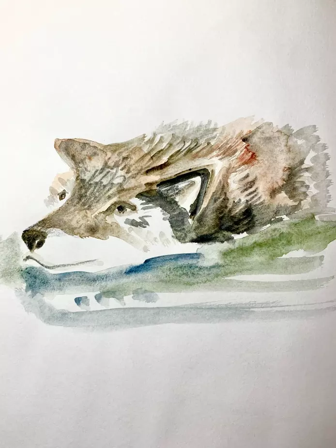 a watercolour illustration of a wolf swimming 